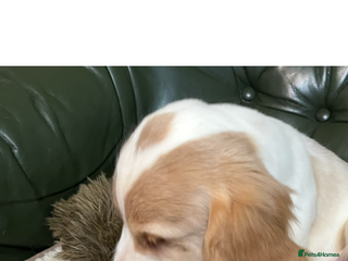 Cocker Spaniel dogs Working Cocker Spaniels - Advert 2