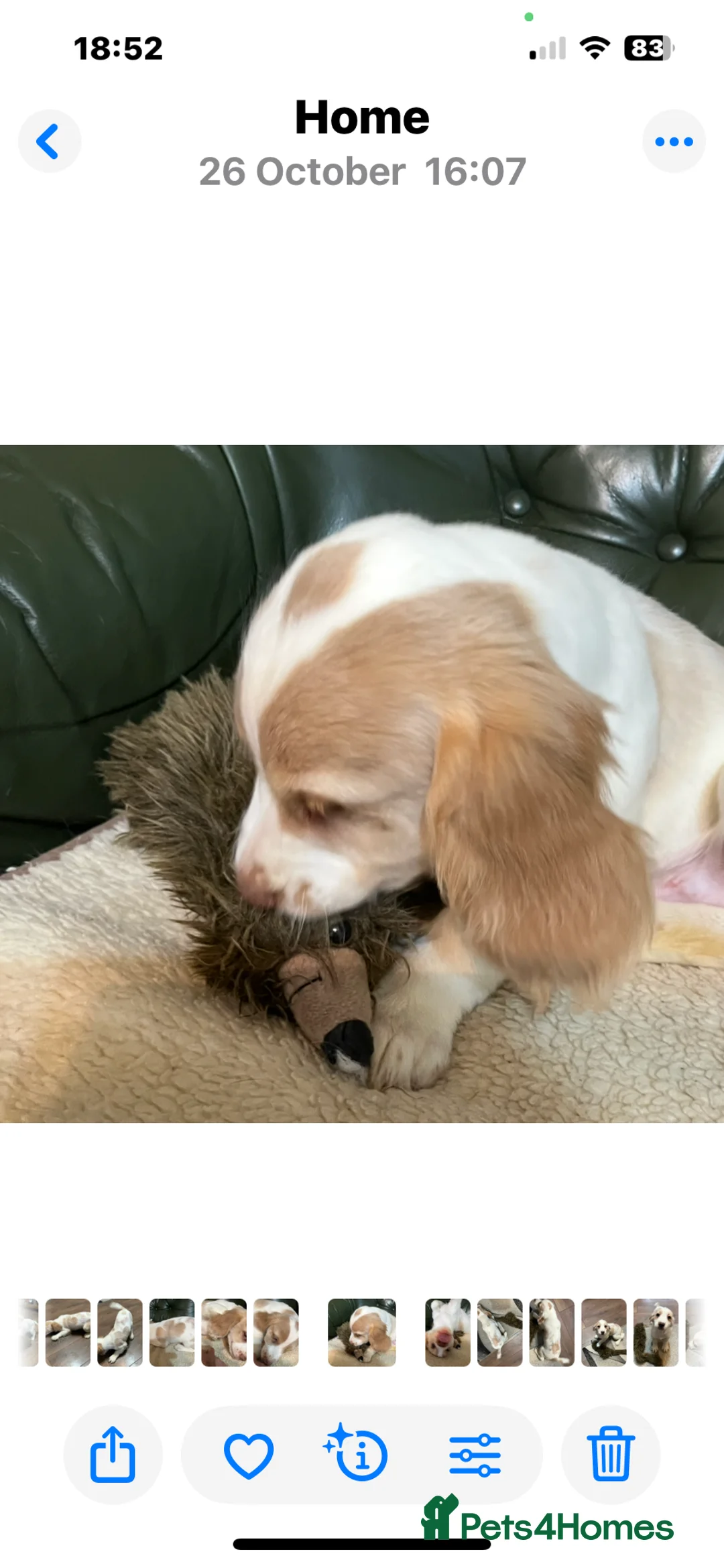 Cocker Spaniel dogs for sale: Working Cocker Spaniels - Advert 12