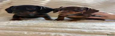 Miniature Dachshund 5