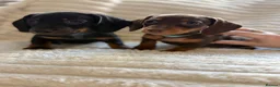 Miniature Dachshund dogs for sale: Beautiful litter of miniature dachshund pups - Advert 2