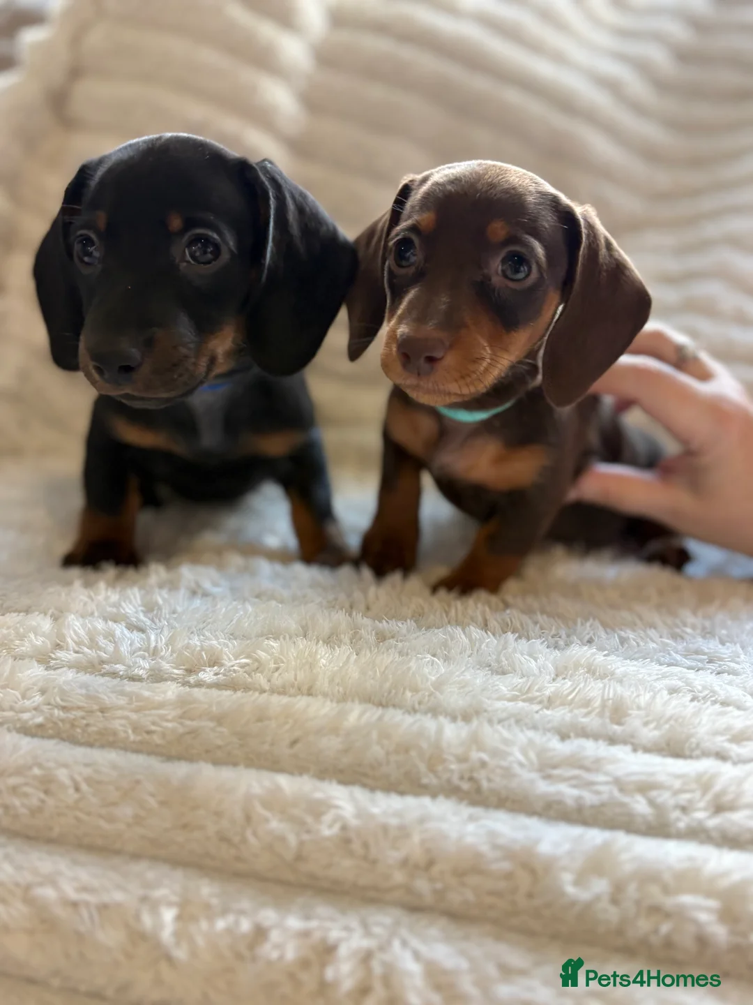 Miniature Dachshund dogs for sale: Beautiful litter of miniature dachshund pups - Advert 2