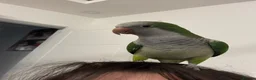 Parrots birds for sale: 🦜 Beautiful pair Quaker Looking for a Loving Home - Advert 8