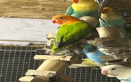 Lovebirds birds for sale: Mutations oplines Fishers lovebirds in Birmingham - Image 10
