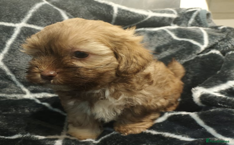 Shihpoo dogs - Advert 1