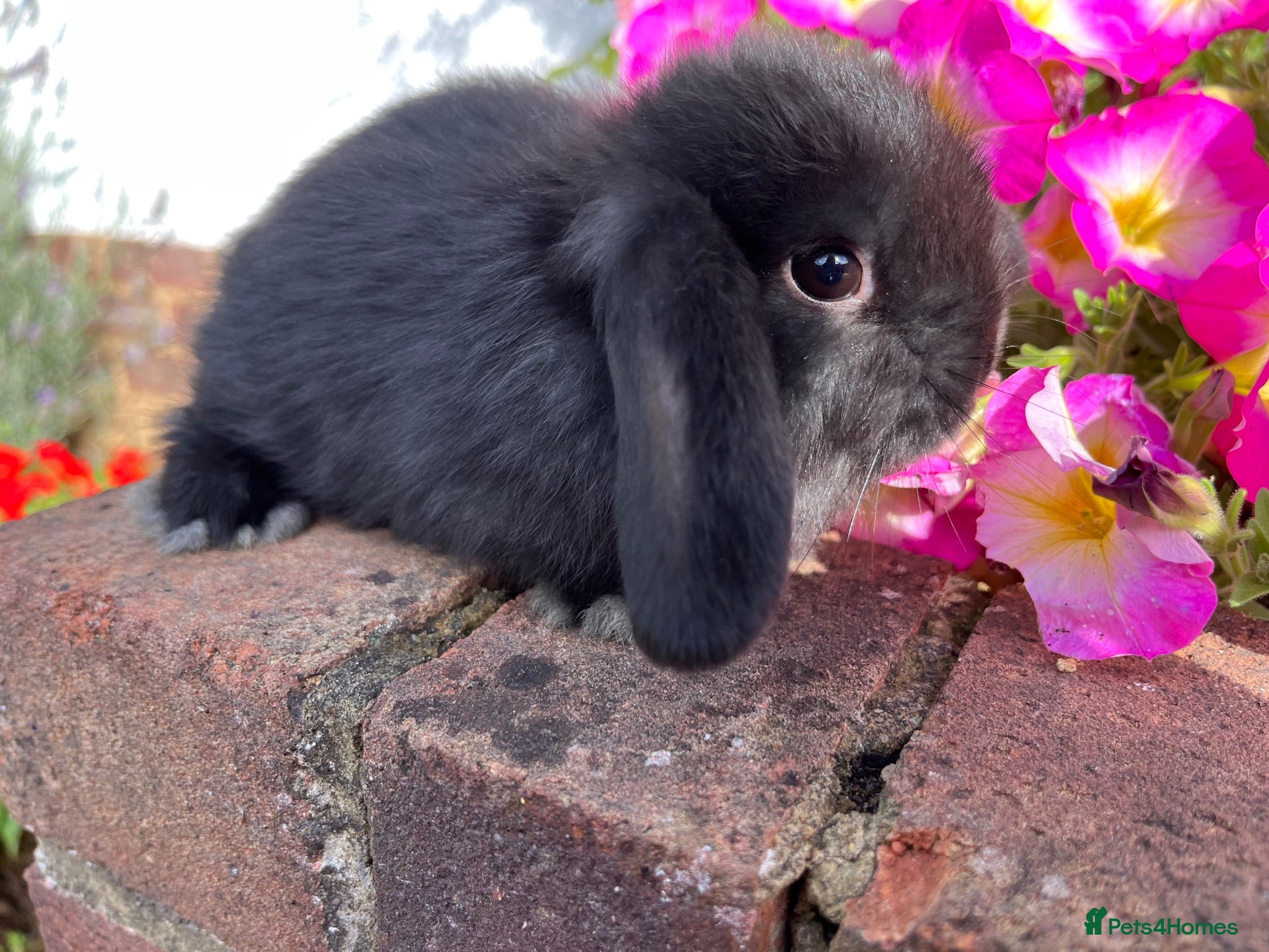 Mini Lop rabbits 6 mini lop babies RTL 10th September - Advert 2