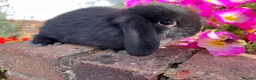 Mini Lop rabbits for sale: 6 mini lop babies RTL 10th September - Advert 2