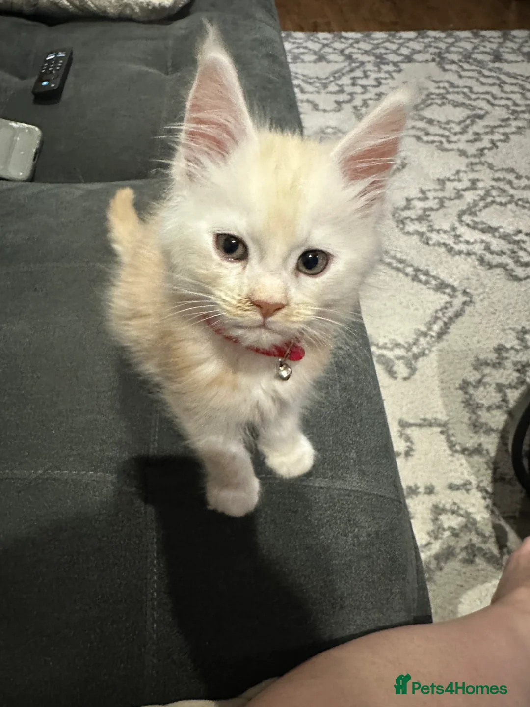 Maine Coon cats for sale: Kittens main coon in Nottingham - Advert 7