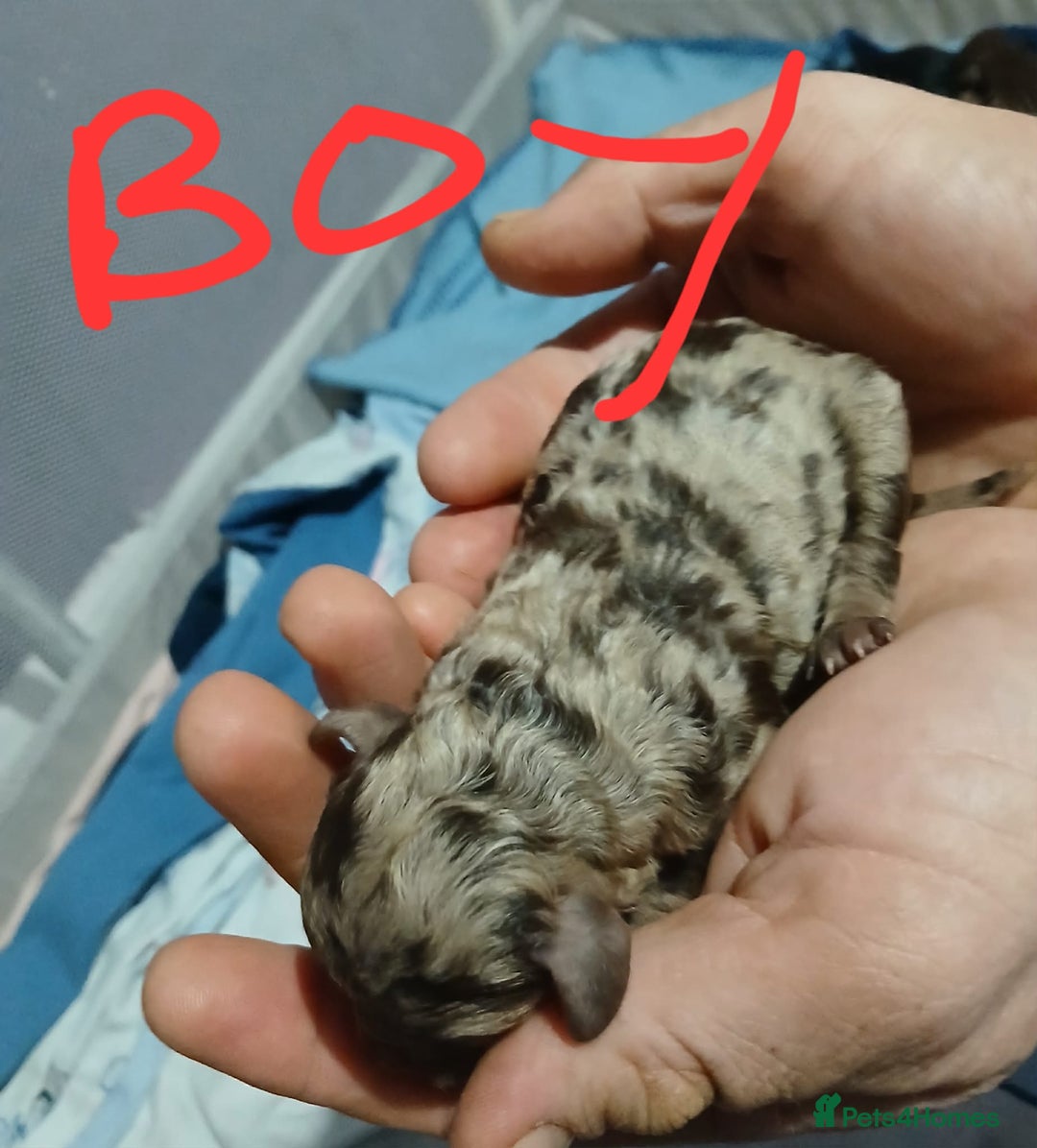 Cockapoo dogs for sale: 5 f1b miniature cockapoos  - Advert 8