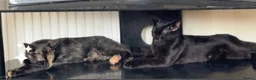 Bengal cats for sale: Cross bengal  - Advert 7