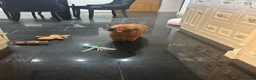Toy Poodle dogs for sale: Toy x Asian tiny dark red poodle  - Advert 4