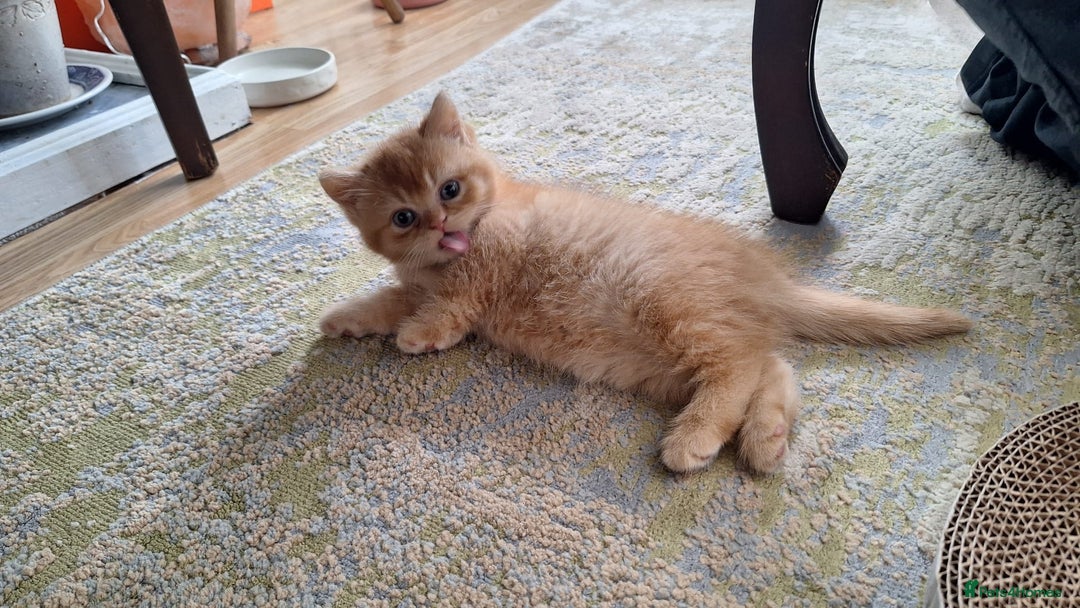 British Shorthair cats for sale: Gccf british shorthair kittens  - Image 11