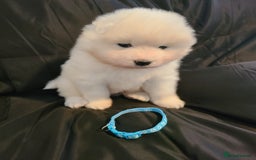 Samoyed dogs for sale: 🐾 Exceptional Pedigree Samoyed Puppies  🐾 - Image 7