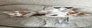 Mixed Breed 2