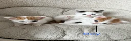 Mixed Breed cats for sale: 4 lovely kittens 2 boys 2 girls  in Harrow - Advert 2