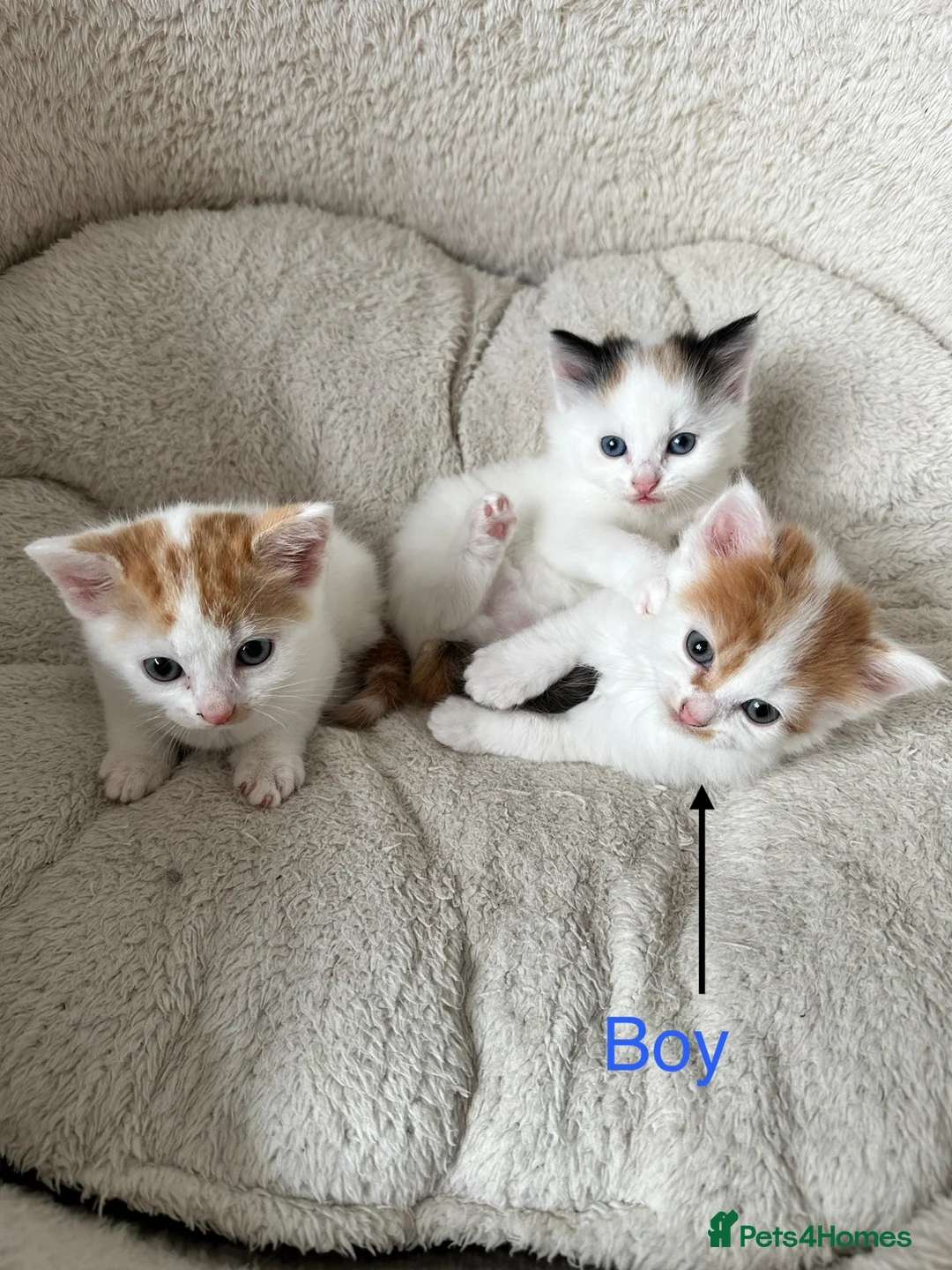 Mixed Breed cats for sale: 4 lovely kittens 2 boys 2 girls  in Harrow - Advert 2