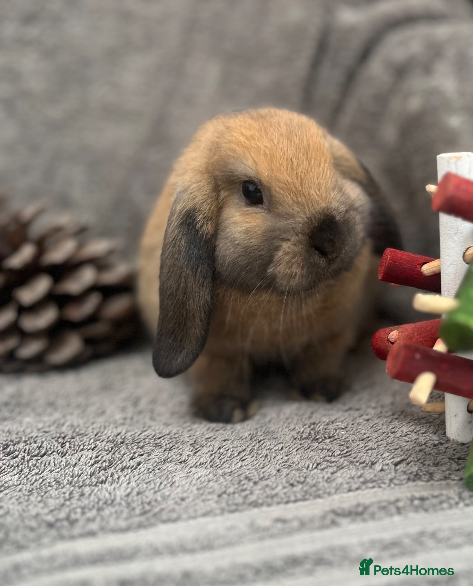 Mini Lop rabbits Last Little Mini Lop Girl Ready Now! - Advert 15