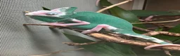 Chameleon reptiles for sale: Yemen Chameleon babies, Normal & Pieds - Advert 5