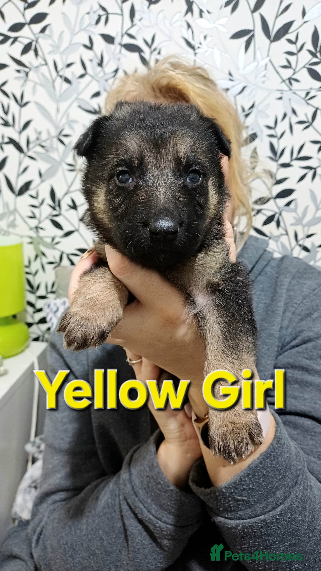 German Shepherd dogs for sale: German Shepherd Puppies - Advert 3