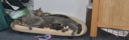 British Shorthair cats for sale: British Short Hair Kitten - Advert 8