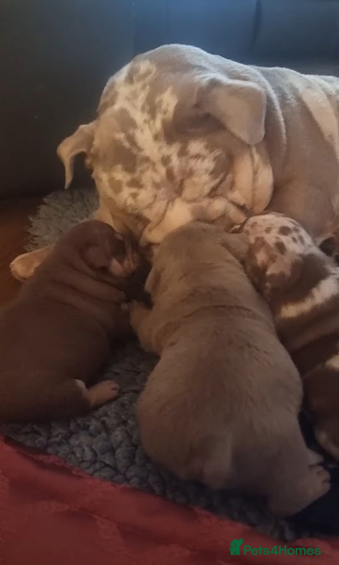 English Bulldog dogs for sale: Beautiful bulldog puppies - Advert 18