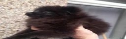Pomeranian dogs for sale: Pomeranian puppies  - Advert 2