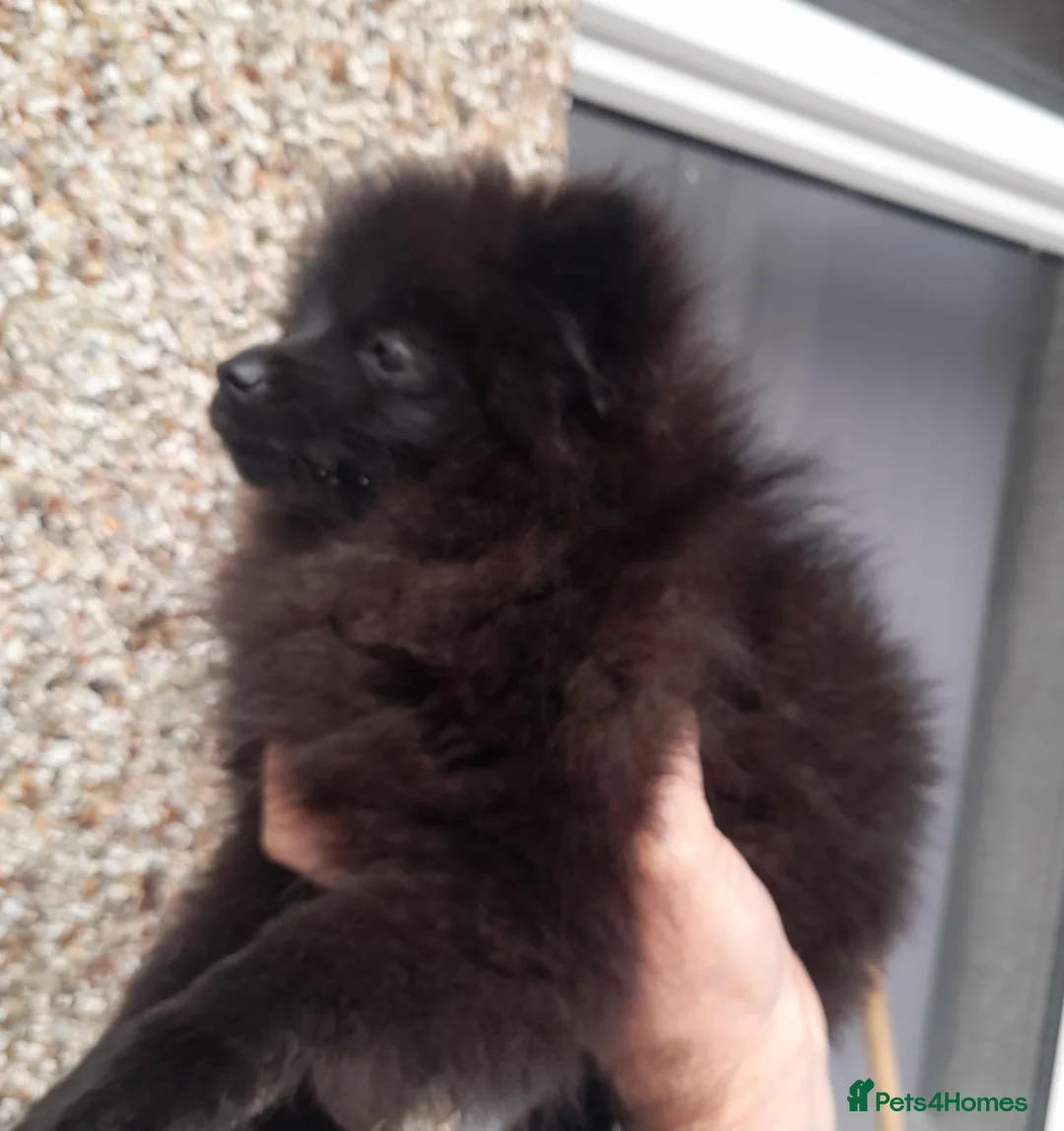Pomeranian dogs for sale: Pomeranian puppies  - Advert 2