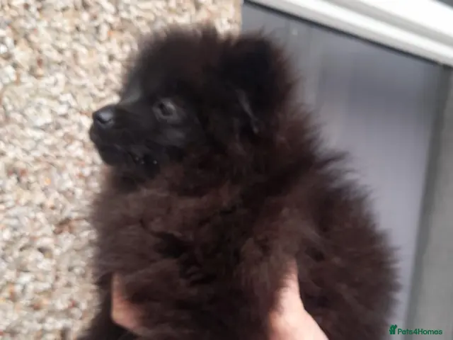 Pomeranian dogs for sale: Pomeranian puppies - Advert 1