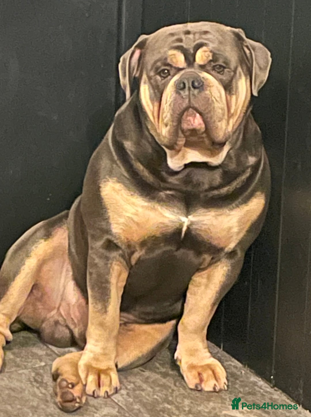 Dorset Olde Tyme Bulldogge dogs for stud: Proven LH fluffy carrier in Portsmouth - Image 9