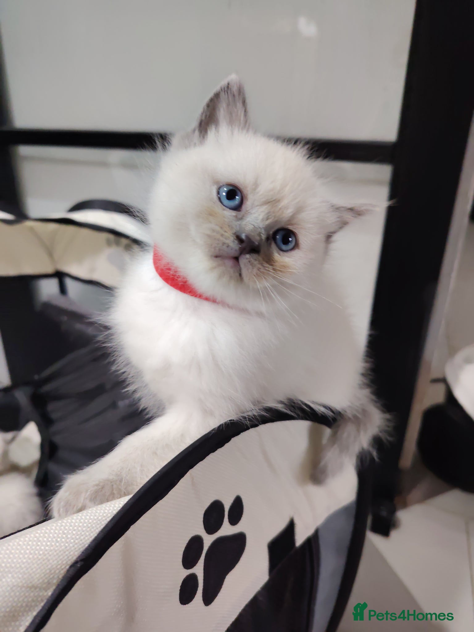 Ragdoll cats Blue Point fluffy Ragdoll kittens  - Advert 18