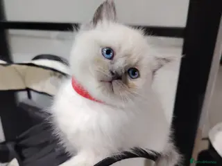 Ragdoll cats Blue Point fluffy Ragdoll kittens - Advert 18