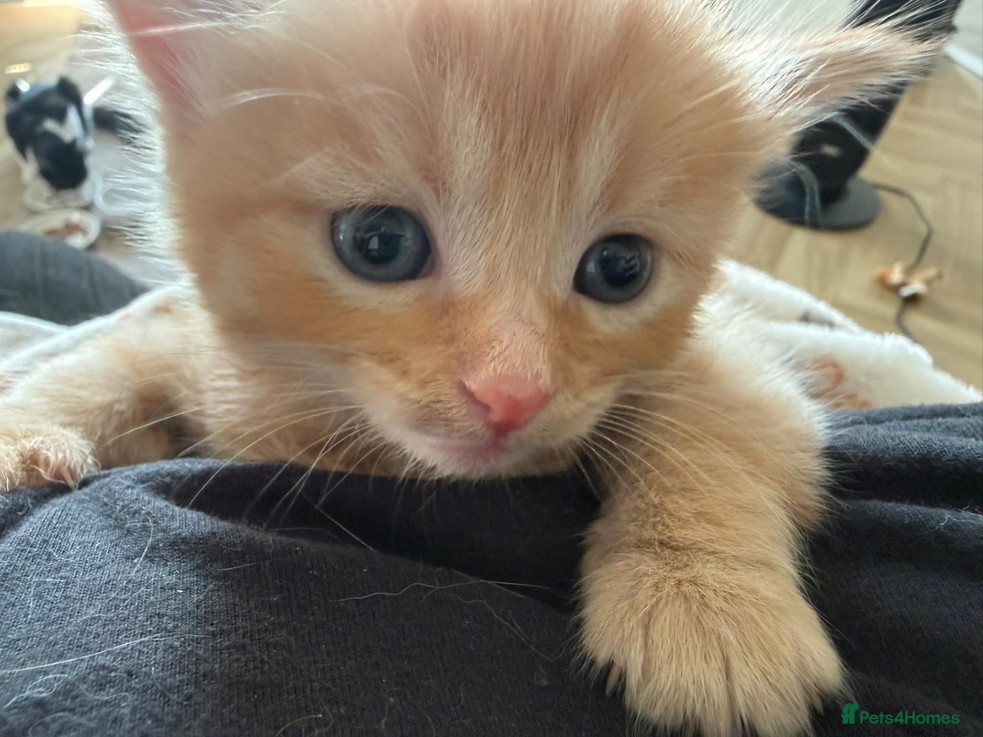Mixed Breed cats 3 adorable kittens for purrfect homes - Advert 2