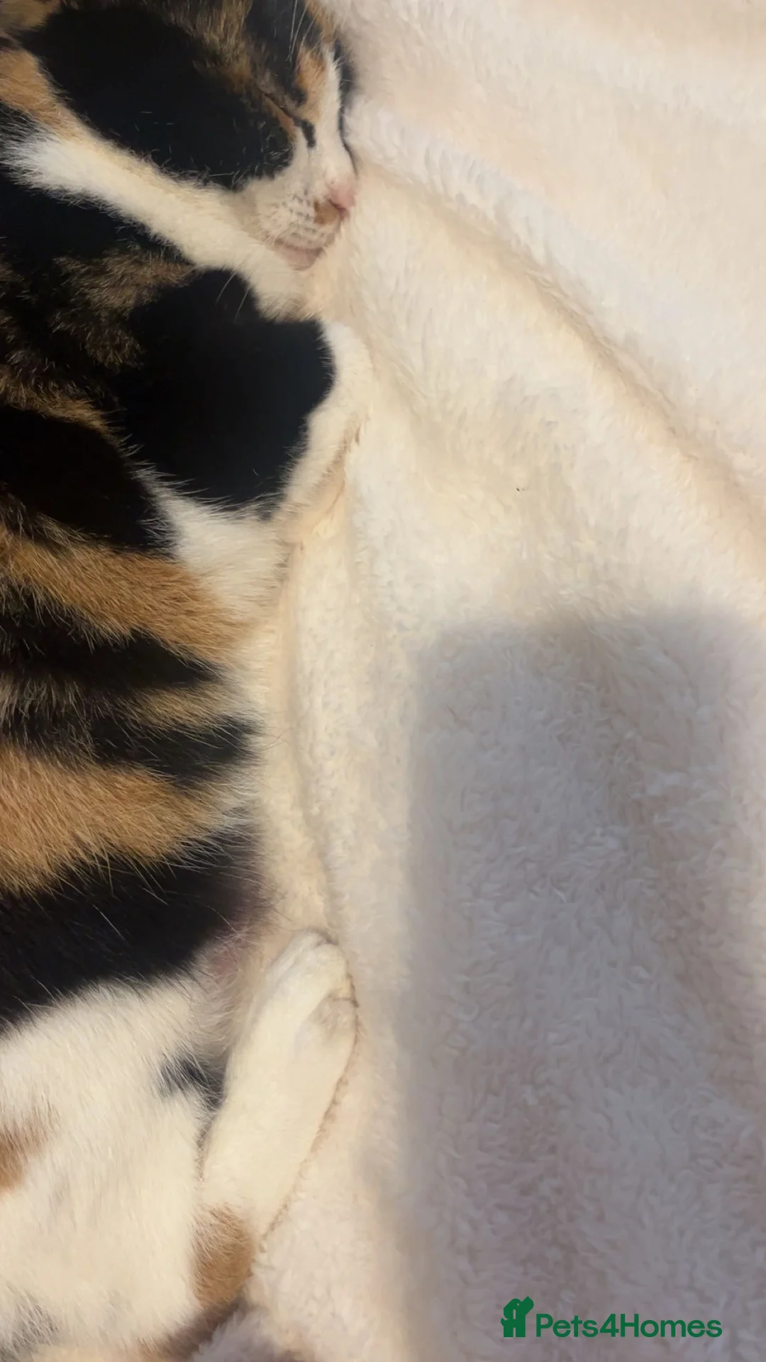 Mixed Breed cats for sale: Calico Cat Female 2 years old in Blackburn - Advert 3