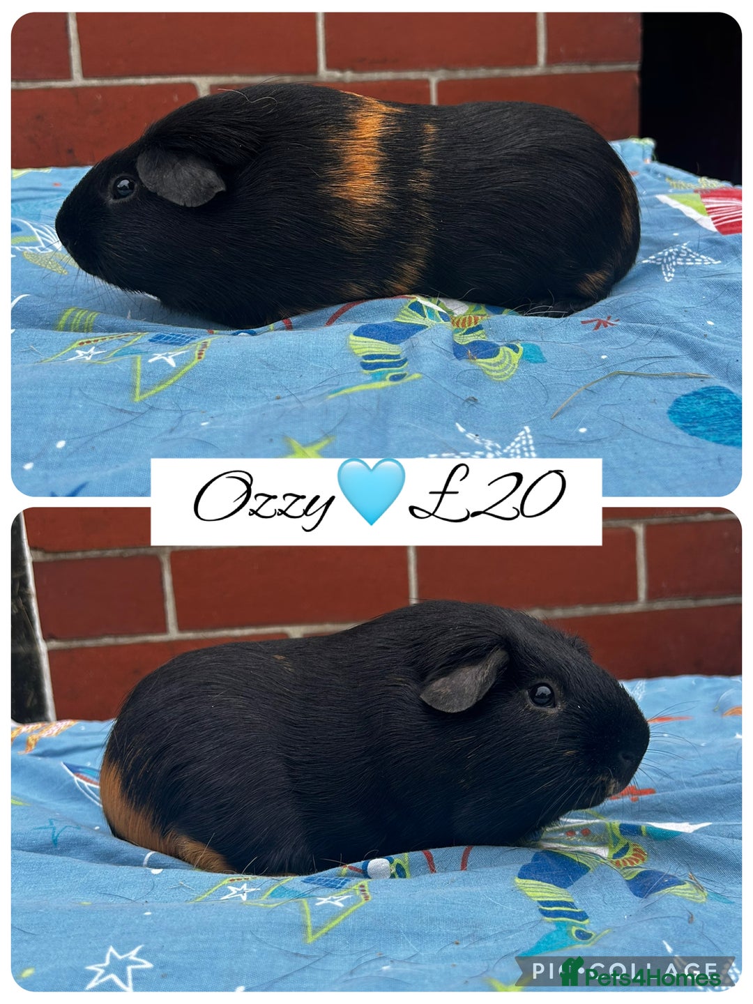 Guinea Pig rodents for sale: Guinea pig boars  - Image 28