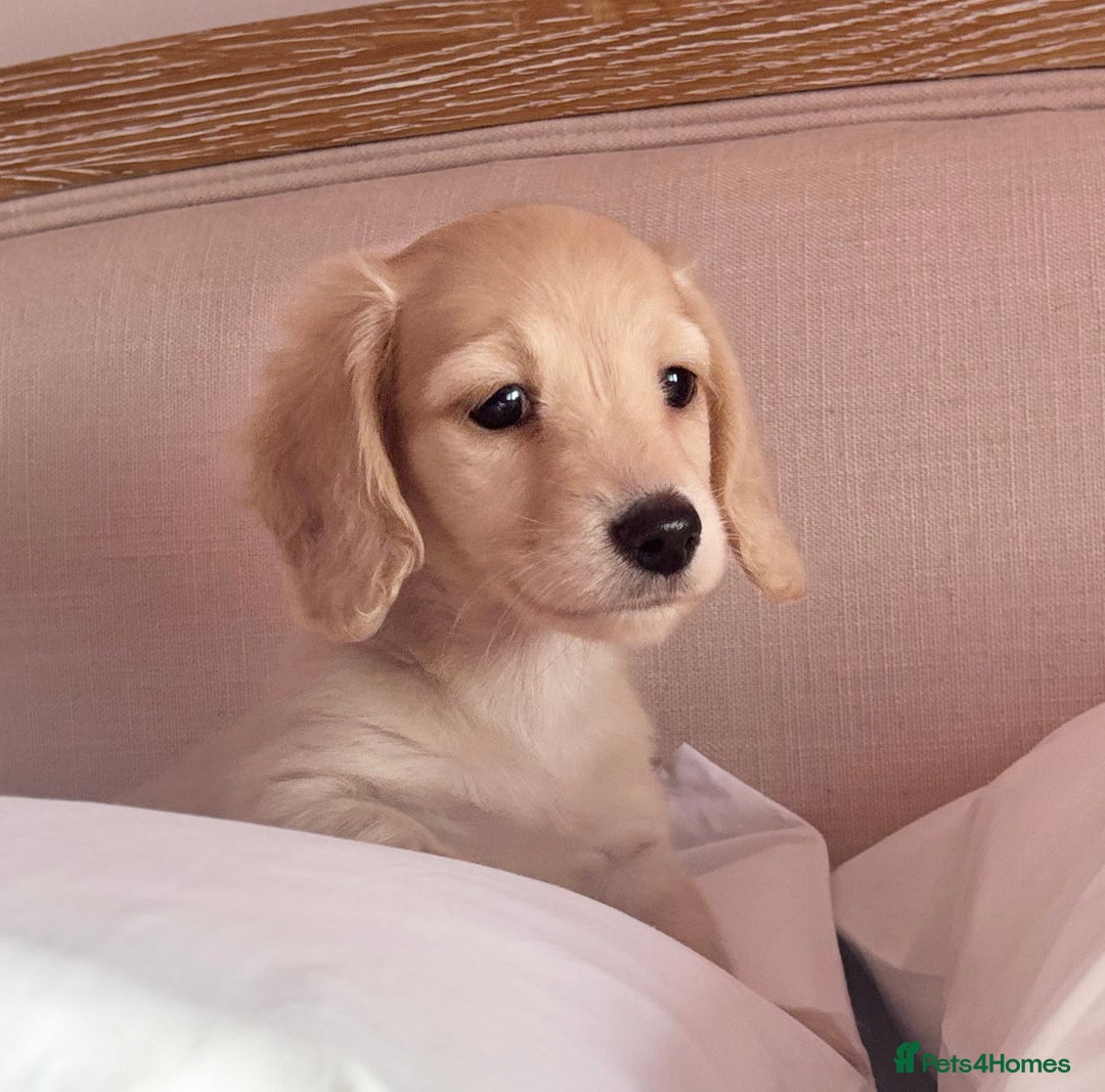 Miniature Dachshund dogs for sale: KC 🐶 Miniature Long Haired Cream Dachshund 🐶  - Advert 10