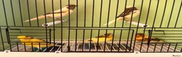 Canaries birds for sale: x5 harlequin canary’s this year  - Advert 3