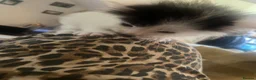Mixed Breed cats for sale: 3 kittens for sale - Advert 15