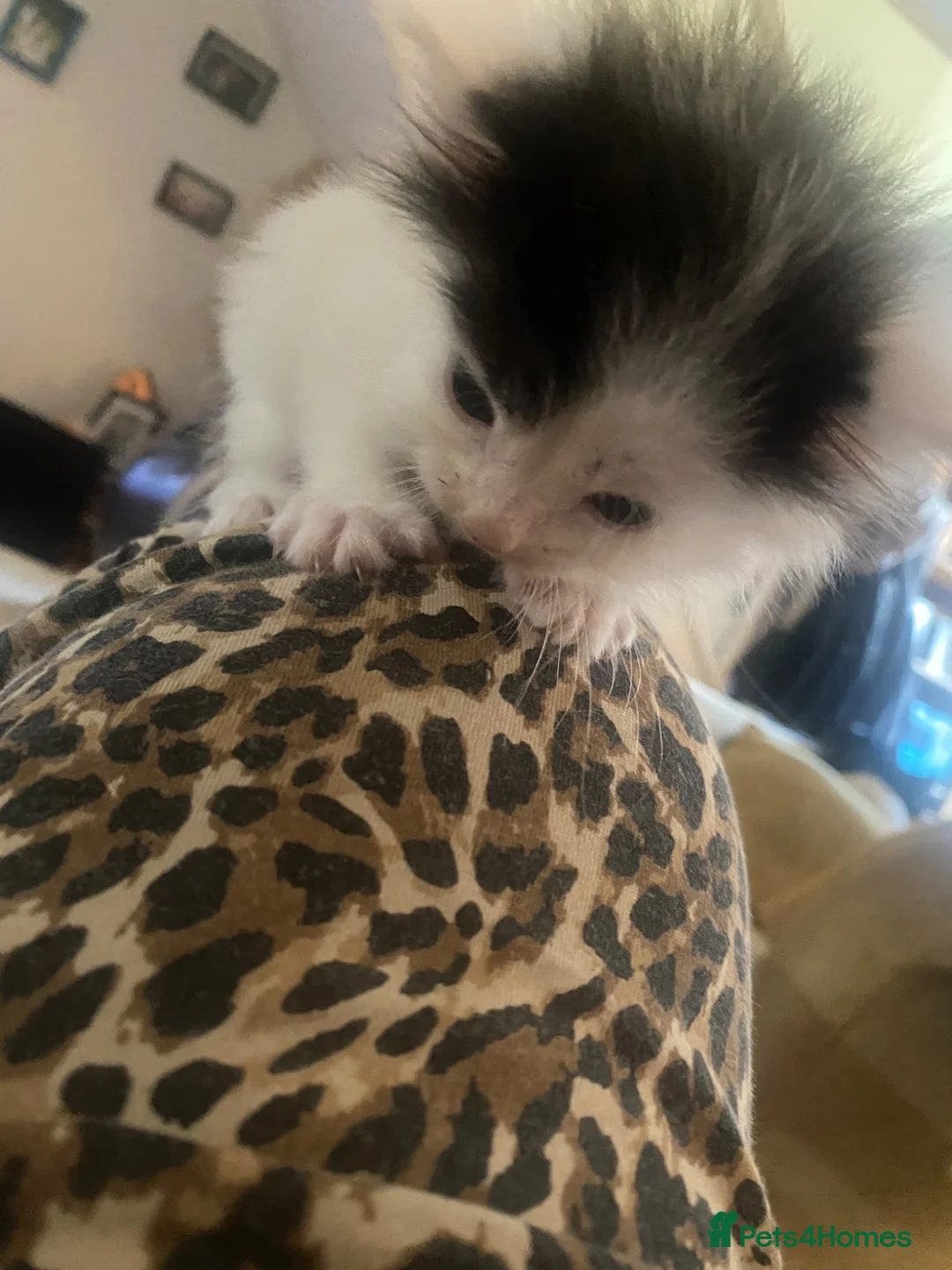Mixed Breed cats for sale: 3 kittens for sale - Advert 15