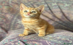 Mixed Breed cats for sale: Beautiful kittens  - Image 4