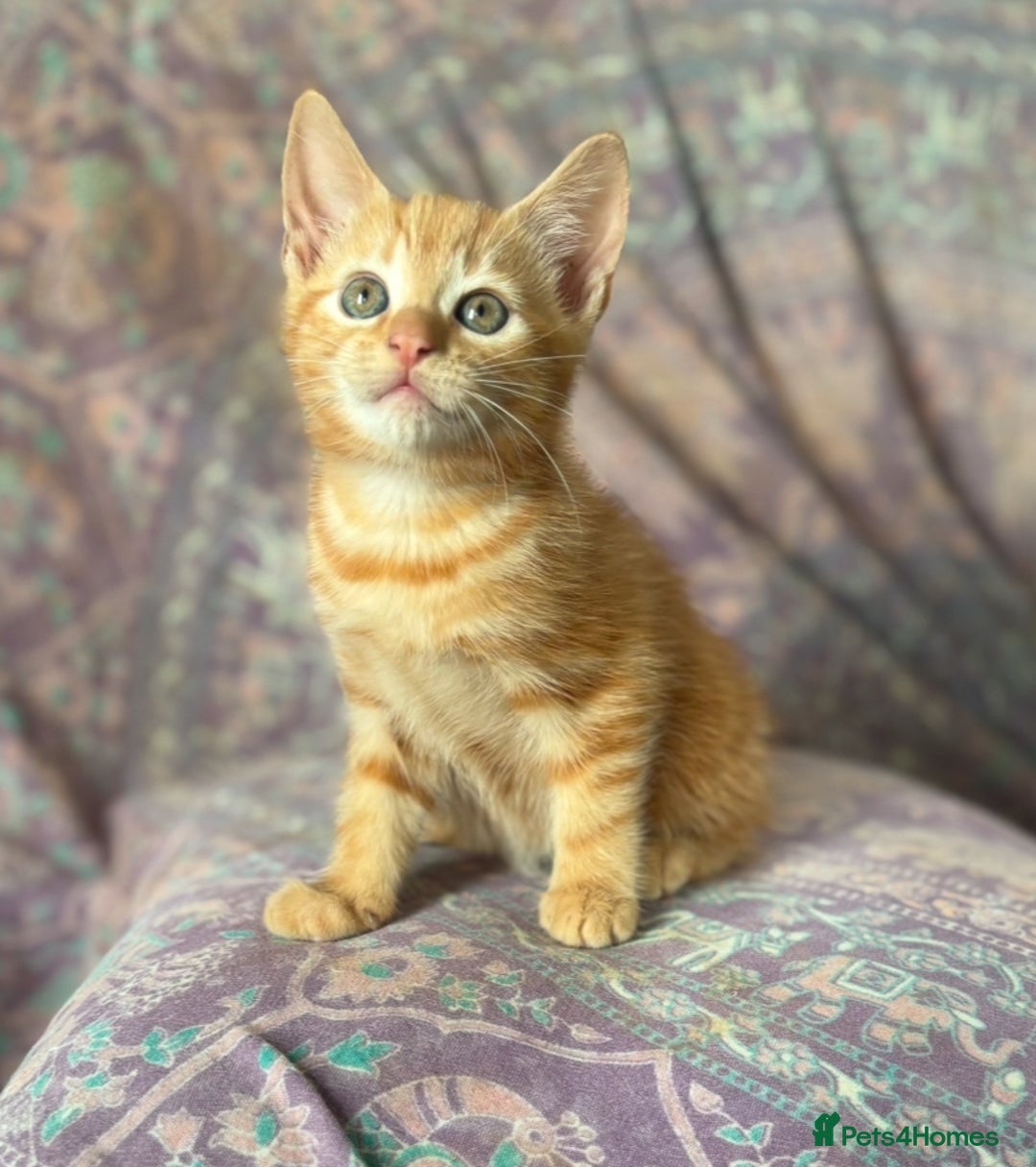 Mixed Breed cats for sale: Beautiful kittens  - Image 4
