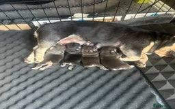 French Bulldog dogs for sale: French bulldog puppies  - Image 9