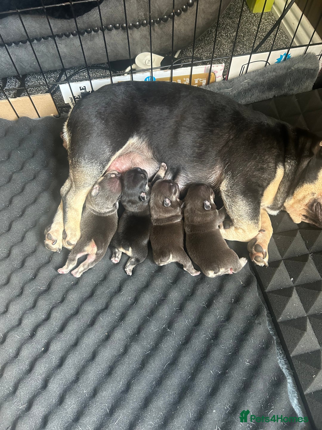 French Bulldog dogs for sale: French bulldog puppies  - Image 9