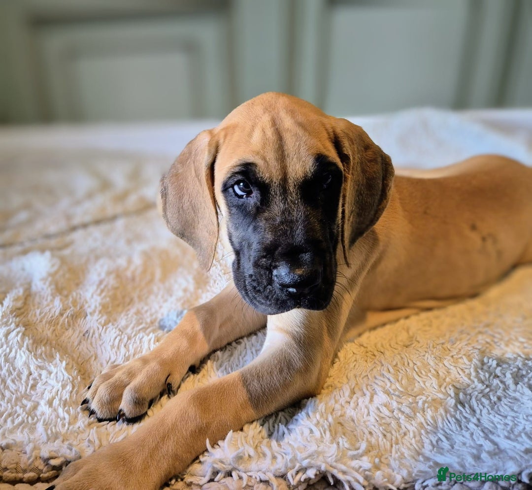 Great Dane dogs for sale: Sarhara & Atlanta are show quality Great Danes - Advert 15