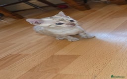 Bengal cats for sale: Full bred snow bengal kittens  - Image 1