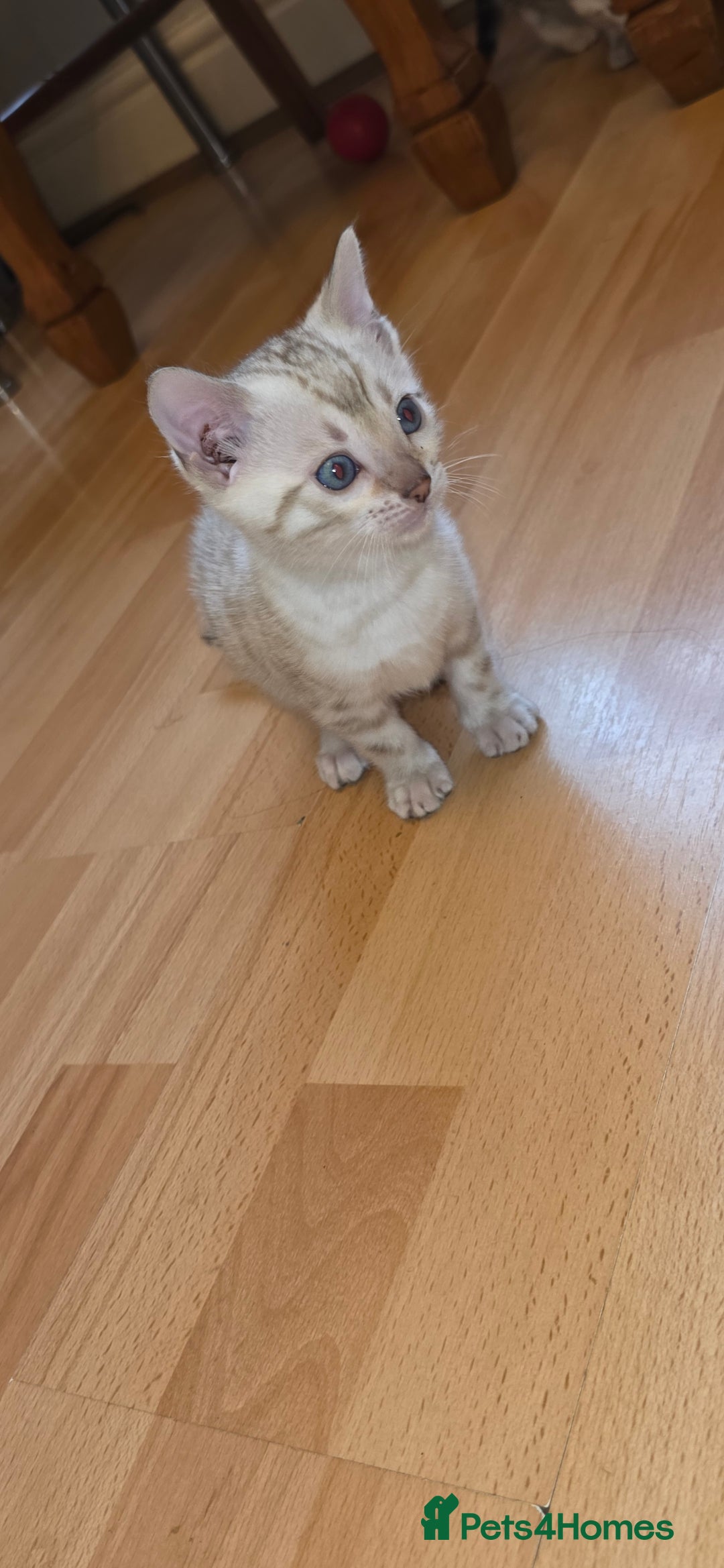 Bengal cats for sale: Full bred snow bengal kittens  - Image 1