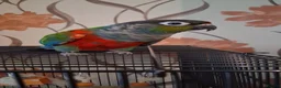 Conures birds for sale: Crimson Bellied Conure £250 - Advert 2