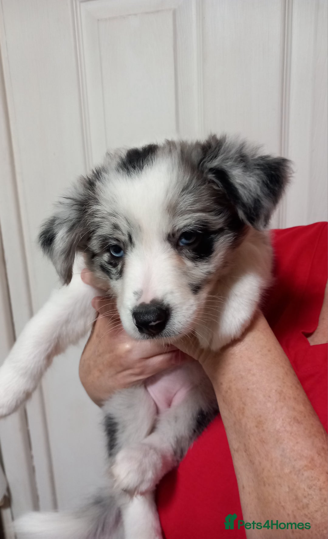 Border Collie dogs for sale: Pure breed border collies  - Advert 4