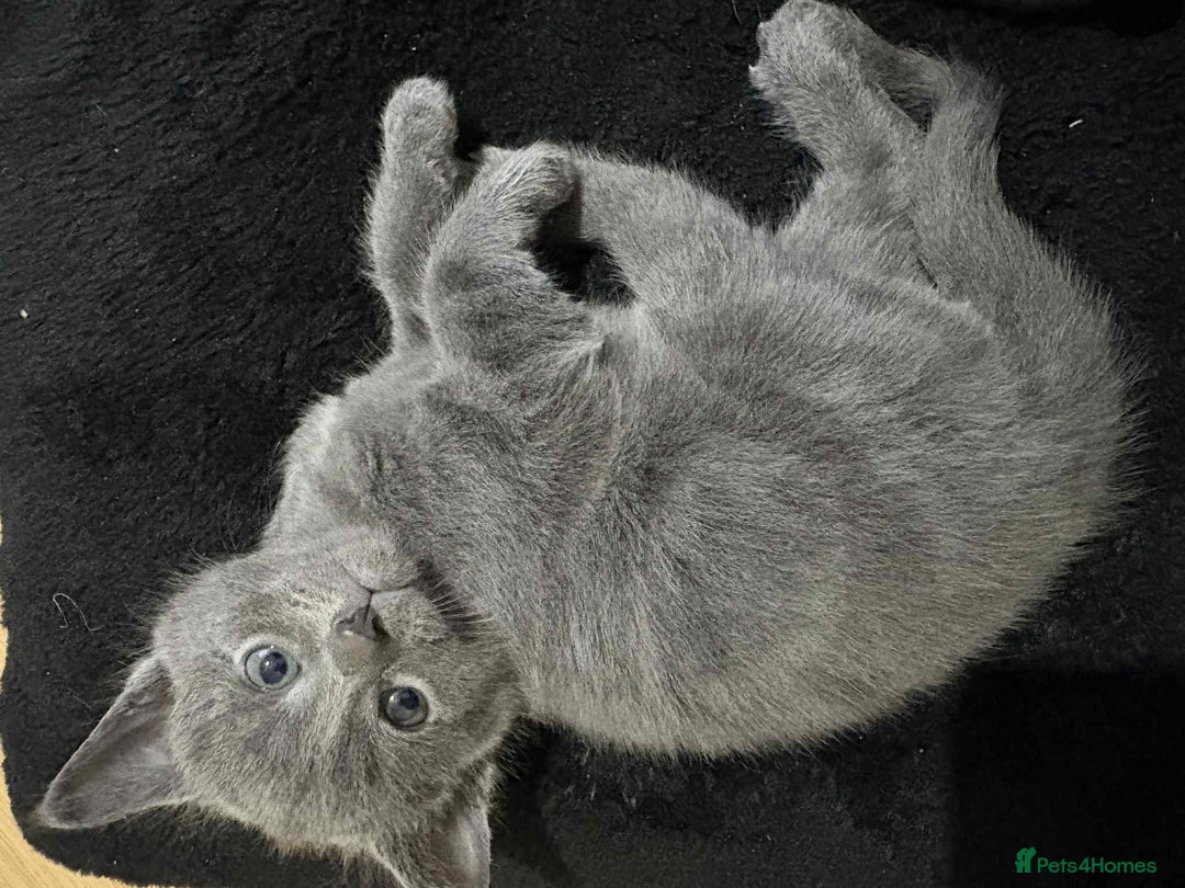 Mixed Breed cats for sale: Bombay cat  - Advert 17