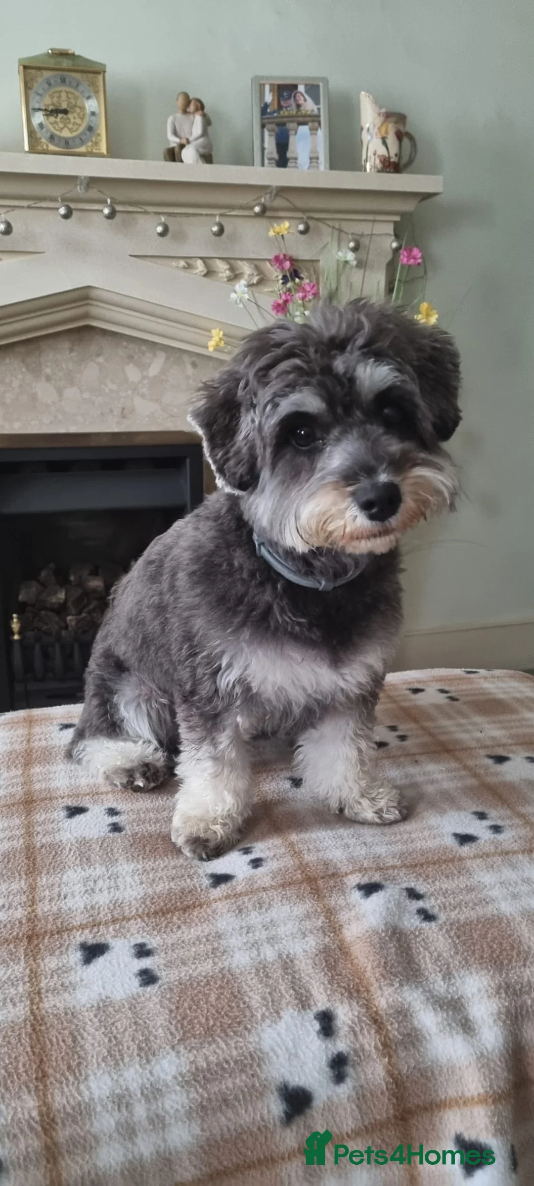 Miniature Poodle dogs for stud: Archie well Proven stud miniature poodle  in Chard - Advert 17
