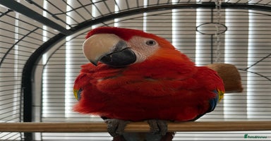 Macaws birds - Advert 1