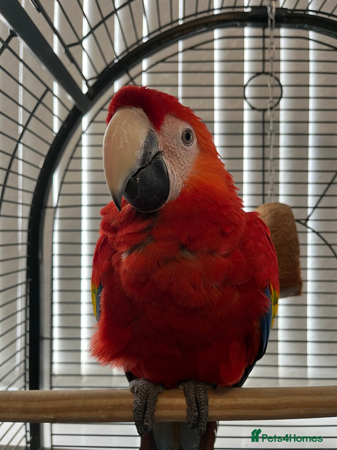 Macaws birds for sale: BABY MALE SCARLET MACAW WITH CITIES AND DNA PAPERS - Image 2